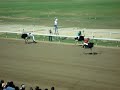 ostrich race crazy funny animal