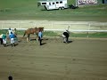 Ostrich Racing Gone Wild!!!