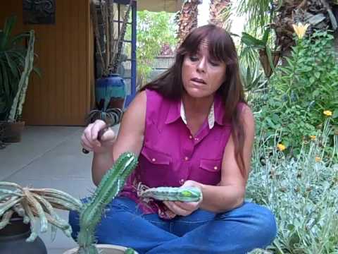 how to transplant euphorbia