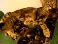 Ginas Kitten 11 Tage alt