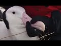 Atlantic Albatross - extreme animals - BBC wildlife