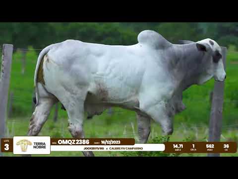 1� De Olho na Fazenda - Terra Nobre