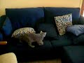 furetto e gatto che giocano