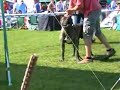 Dogo Canario Zeusz - CACIB show Debr.(Hun.)