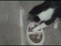 videos de cat eating with paw