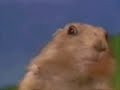 D4L/Chipmunks- Laffy Taffy