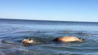 swimming with sealions