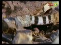 Belgefilma Mar a - Bi Denge Şivan Perwer Kurd 1- Yılan Belgeseli Mare Du serî - Mara boa yılanı piton snake