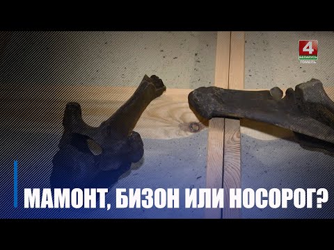 Гомельскі АСВОД праводзіў трэніроўкі і знайшоў на дне Сожа косці старажытнай жывёлы видео