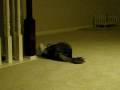 videos de Oreo Attacking a Kitty
