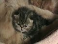 Tortie kitten.WMV