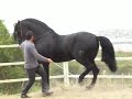 PURE BLACK ANDALUCIAN STALLION - PIAFFE PURE BLACK ANDALUCIAN STALLION - PIAFFE
