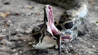 Python vs Python 02 - Python eats Python - Time Lapse