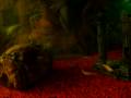 My New Gold&Leopard Zebra Danio\