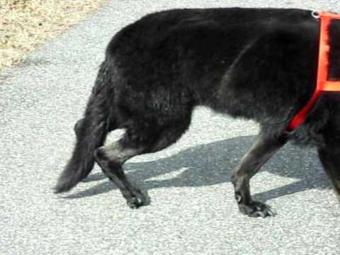 how to treat dm in dogs