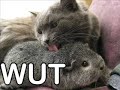 Supah Lolcatz Collectio