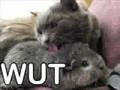Supah Lolcatz Collectio