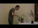 Plant Feed