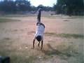 B-Boying (One Hand Stand)
