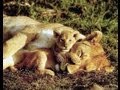 Shari-ng with Shari: Awesome Animal Moms