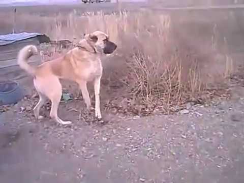 kangal fight