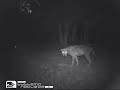 Lupo (Canis lupus)