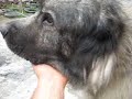 ipek-asenovgrad ipek-asenovgrad