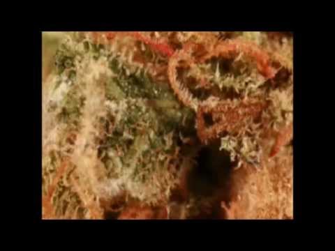 how to grow weed with uv light