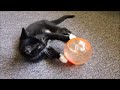 Kitten Vs Glitter Ball