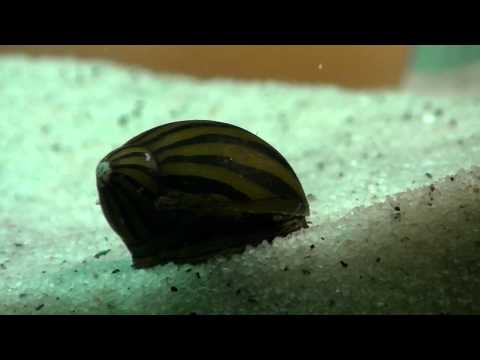 how to care for zebra snails