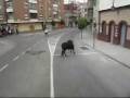 UTIEL VAQUILLAS 2008 DESDE LA UTIELANA