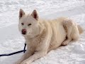 Eight Below A Thousand Miles Eight Below A Thousand Miles