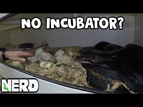 YouTube reptile video