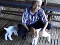 Kambing Yang Lahir Minggu Lepas Kambing Yang Lahir Minggu Lepas