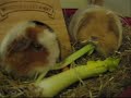 My guinea pigs, Frizz and Slipper again!