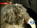 How To Find Relief From Pet Allergies