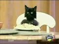 YouGotSpaghettiCated!