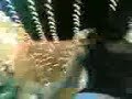 معلايه 1
