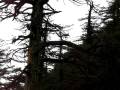 videos de Mt. Baldy Upland