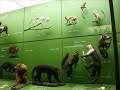 American Museum of Natural history American Museum of Natural history