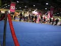 EukanubaDogShowLongBeachCardiganWelshCorgisInRing2009.avi