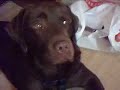 Nelson The Dog