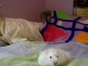 Marissa and Petunia discover my hamster Marshmellow Marissa and Petunia discover my hamster Marshmellow