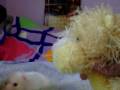 videos de Marissa and Petunia discover my hamster Marshmellow