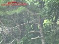 air rifle hunting at korea by evanix ar 5