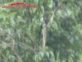 air rifle hunting at korea by evanix ar 5