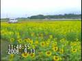 FlyCamOne2でヒマワリ畑を空撮