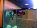 Inner ear infection in a fish? Inner ear infection in a fish?