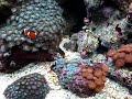 Meu modesto aquário marinho com o ocelris fazendo simbiose com um zoanthus 