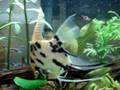 videos de Monc Fish tank 3